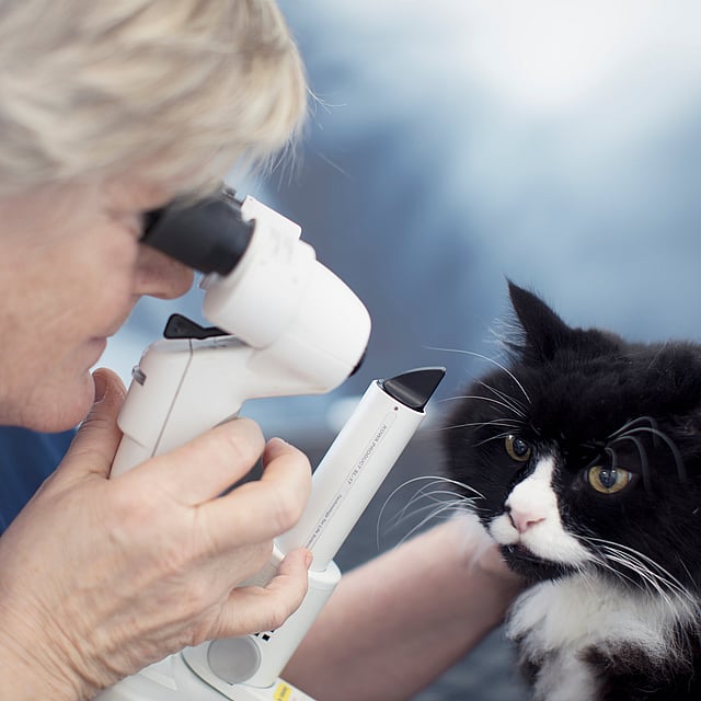 Een persoon die een microscoop gebruikt om de ogen van een kat te controleren.