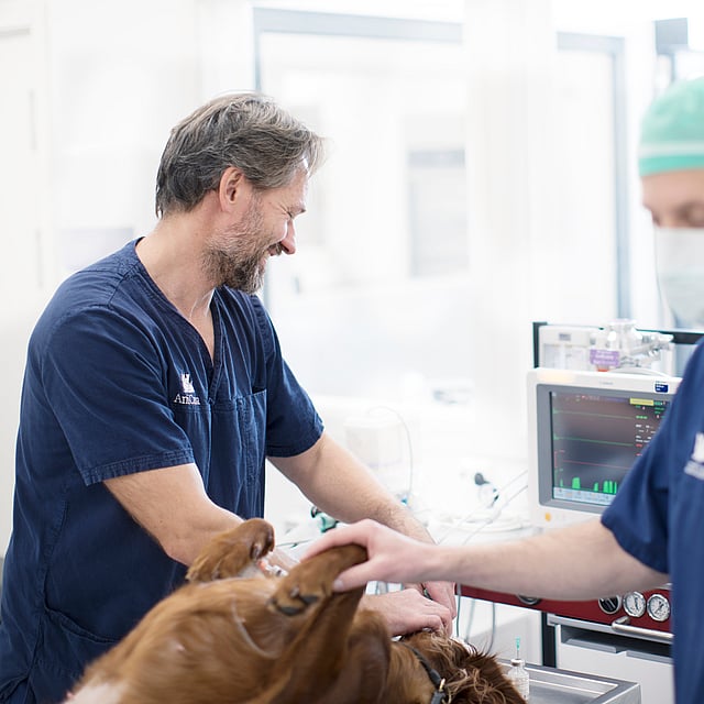 Een paar dierenartsen in een kamer.