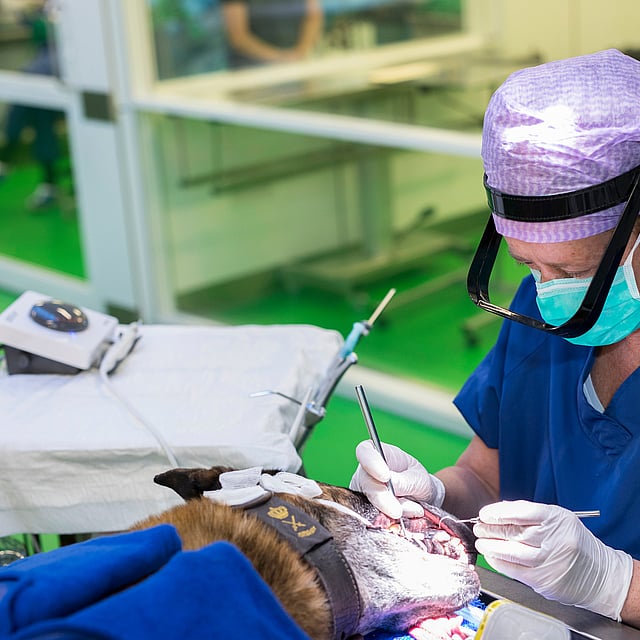 Een persoon die een chirurgisch masker en handschoenen draagt en een operatie uitvoert.
