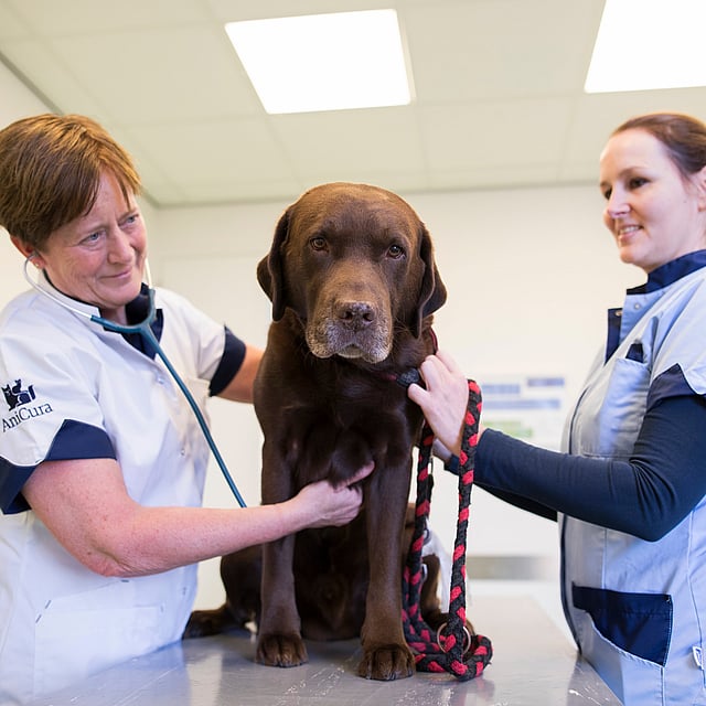 Een paar vrouwen in witte uniformen die een hond onderzoeken.