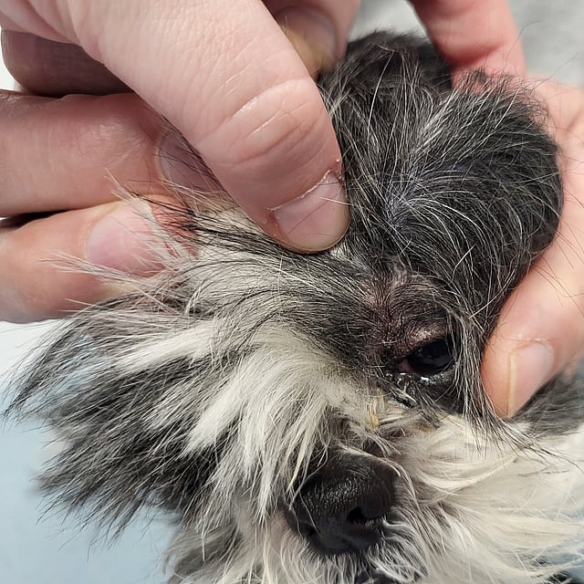 De handen van een persoon die het gezicht van een hond aanraken.