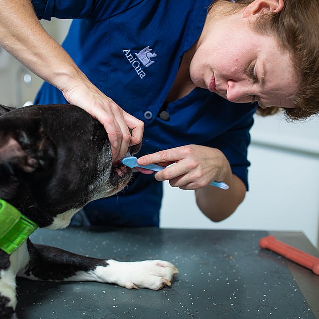 Een persoon die de tanden van een hond poetst.