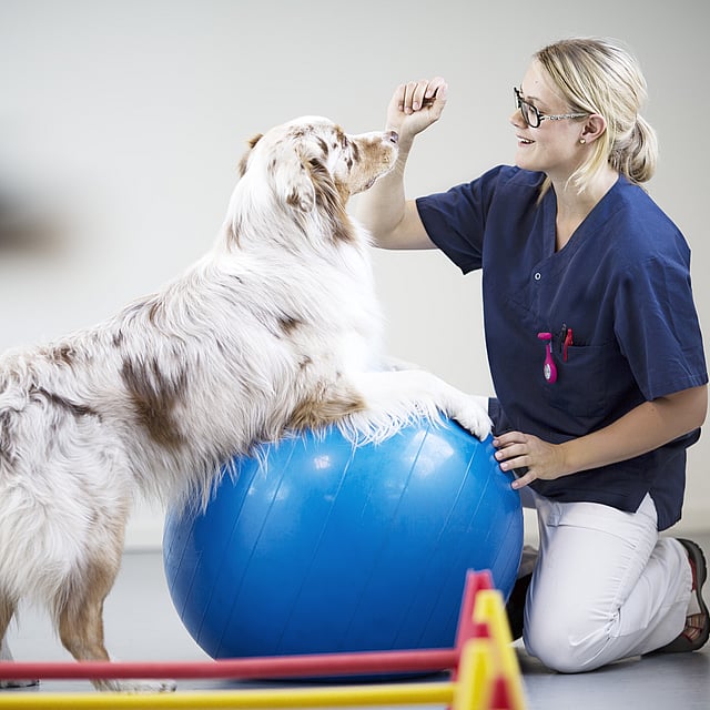 Een persoon met een hond op een blauwe bal.