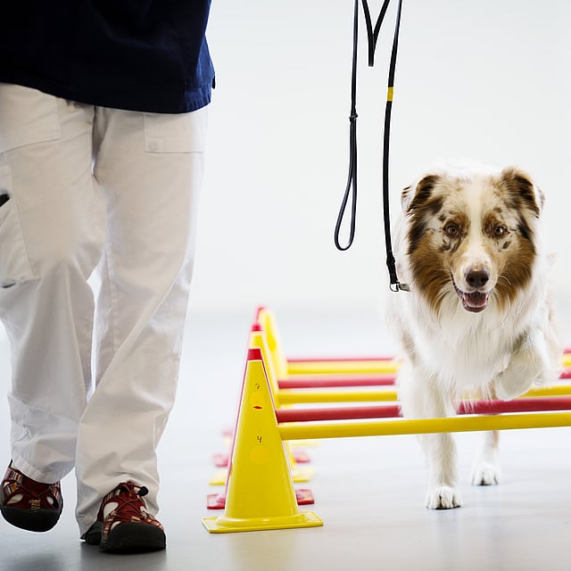 Een hond die over een geel en rood obstakel rent.