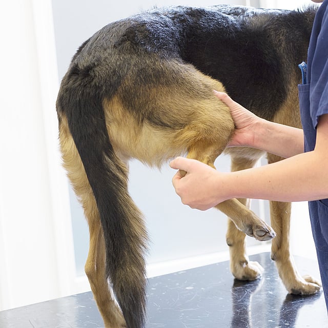 Een persoon die de staart van een hond aanraakt.