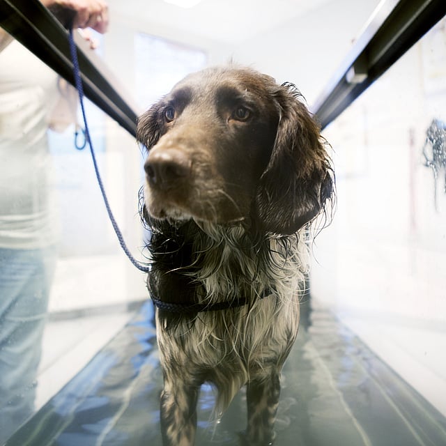 Een hond die zich in het water bevindt.