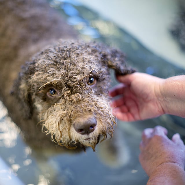 Een hond die door een persoon wordt gewassen.