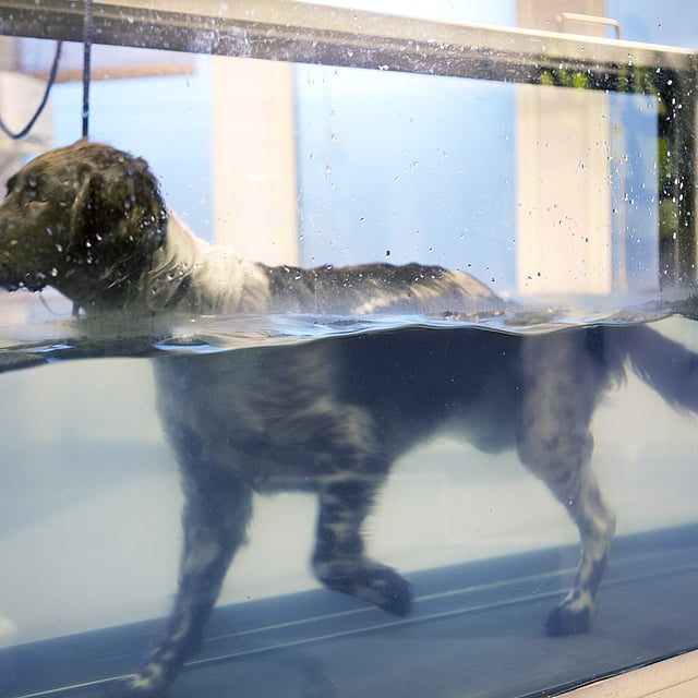 Een hond in een tank.