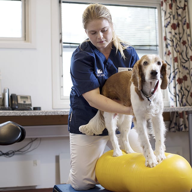 Een persoon die een hond vasthoudt op een gele bal.