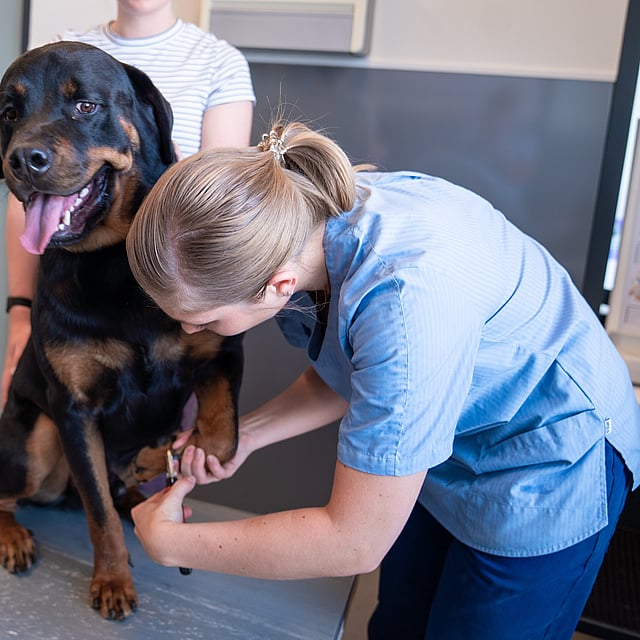 Een persoon die een hond vasthoudt.