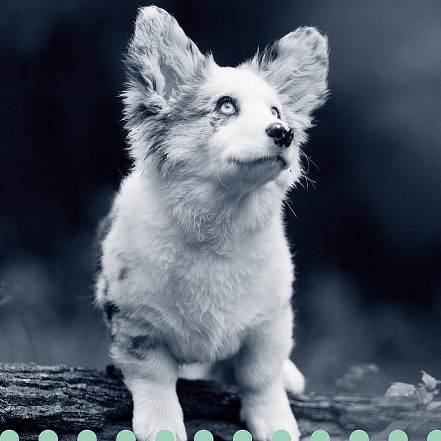 Een hond die zich op een boomstam bevindt.