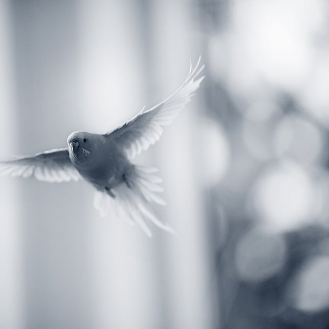Een vogel die in de lucht vliegt.