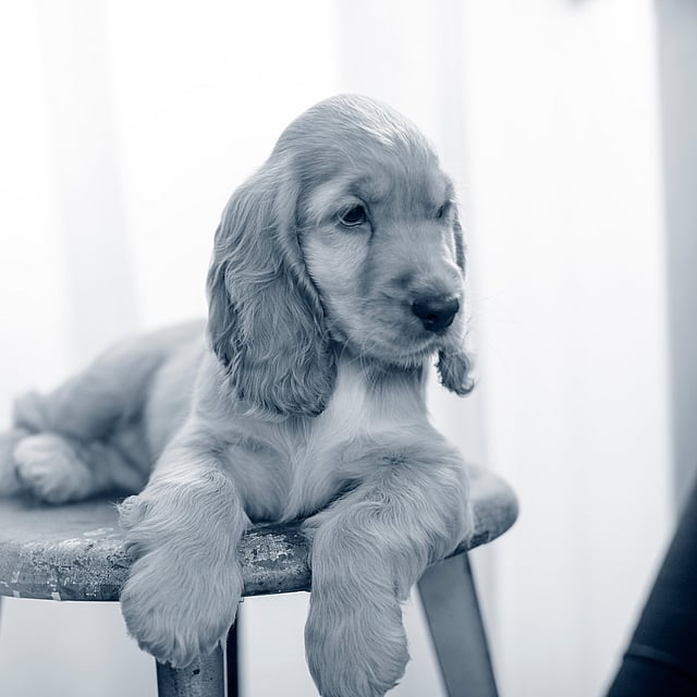 Een hond liggend op een kruk.