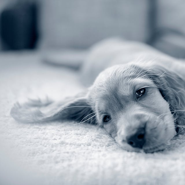 Een hond liggend op een deken.