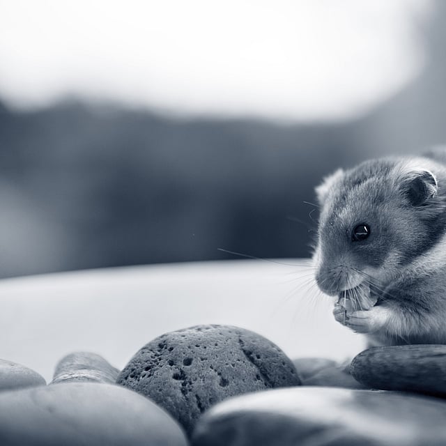 Een knaagdier dat een noot eet.