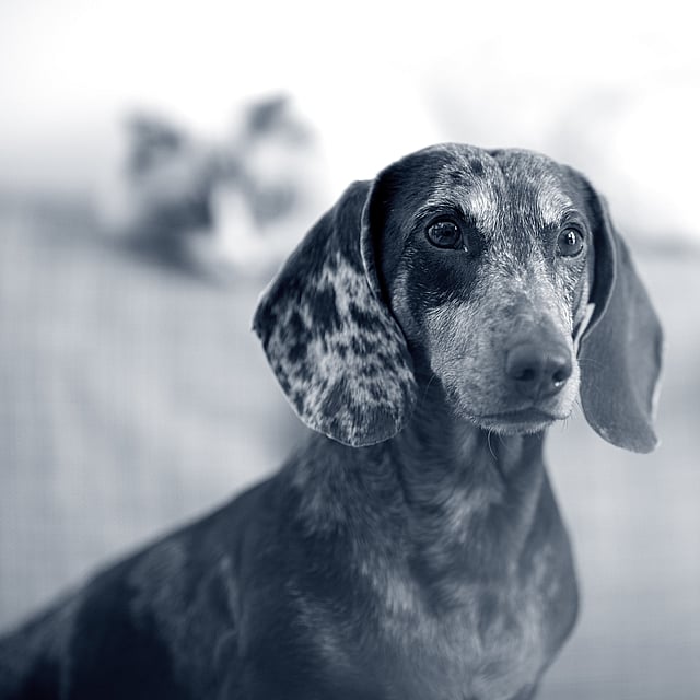 Een hond met een vlekkerige blik.