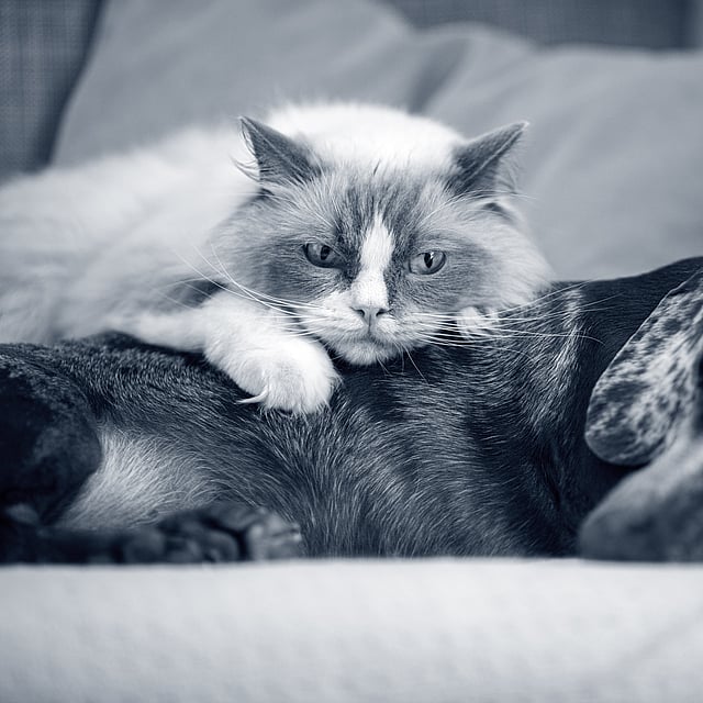 Een kat liggend op een hond.