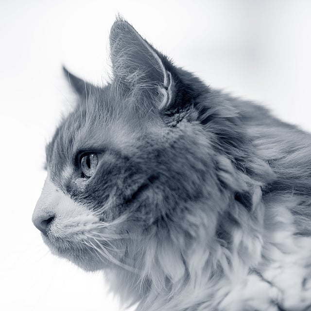 Een kat die omhoog kijkt.