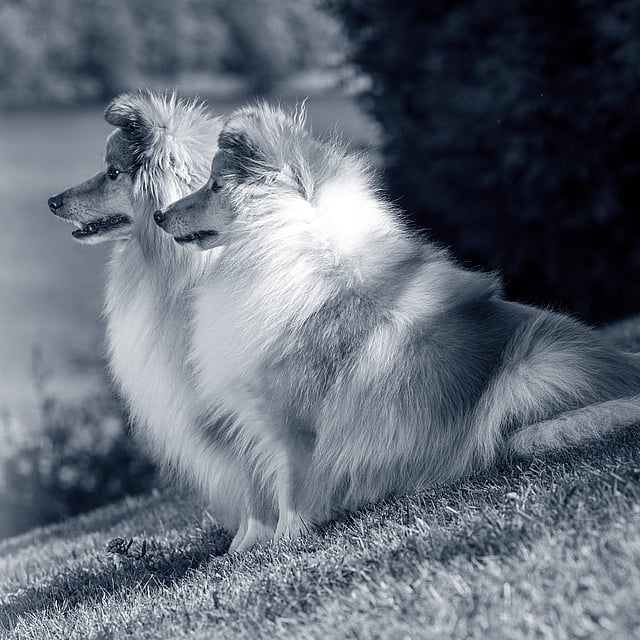 Twee honden die op gras zitten.