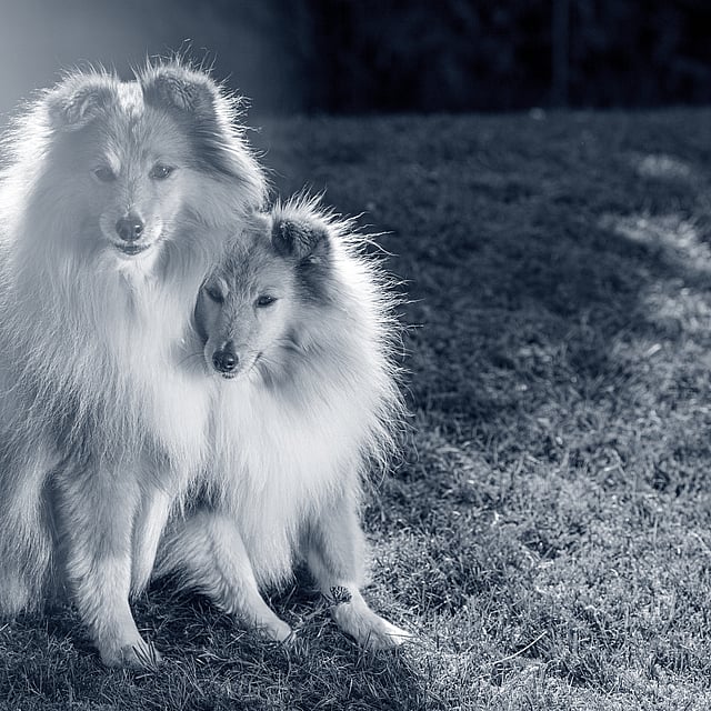 Twee honden die op gras zitten.