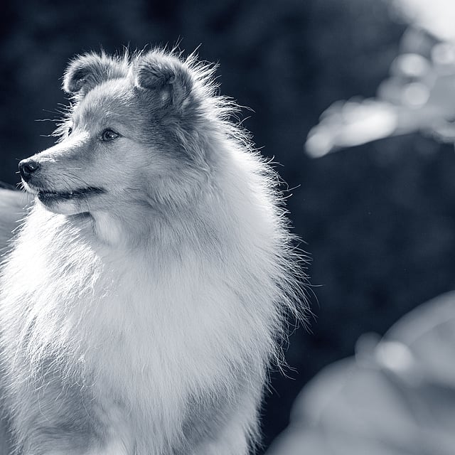 Een hond die zich buiten in de zon bevindt.