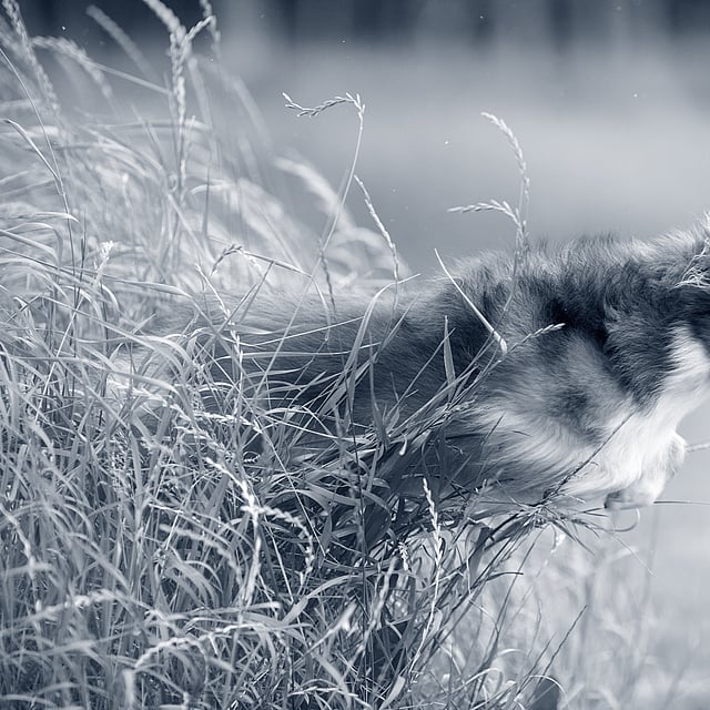 Een hond die over een lang gras springt.