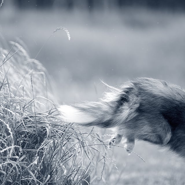 Een hond die over gras springt.