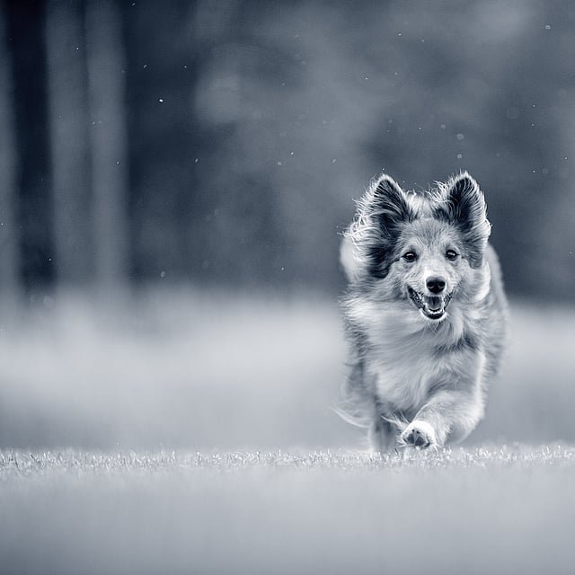 Een hond die in het gras rent.