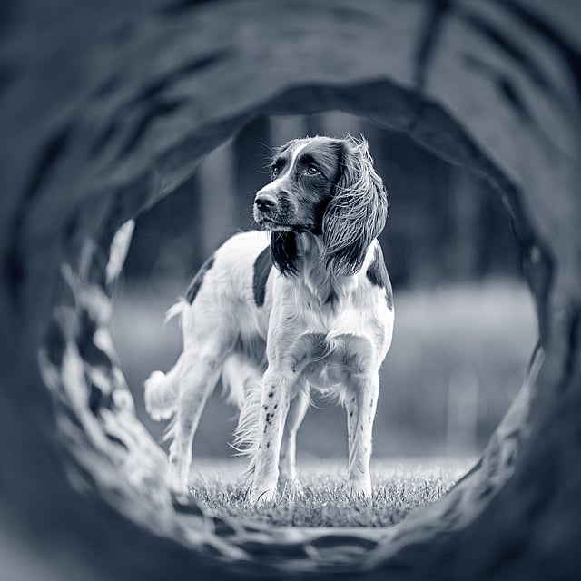 Een hond die zich in een gat bevindt.