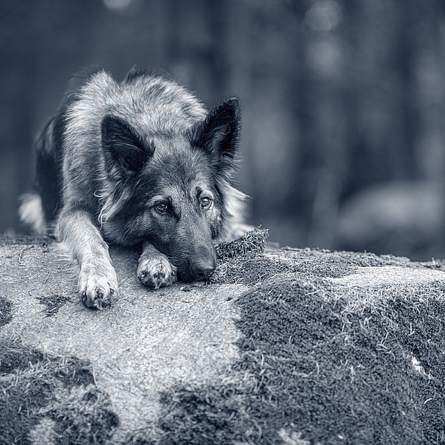 Een hond liggend op een rots.