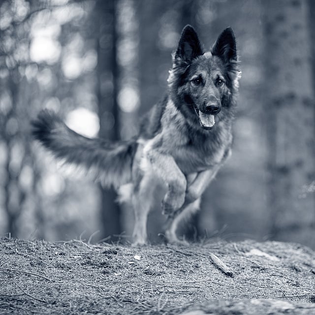 Een hond die in het bos rent.