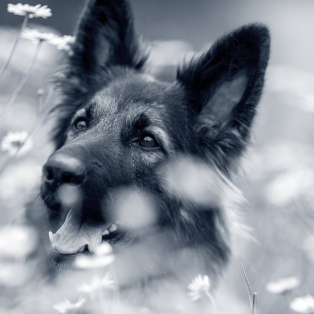 Een hond in een veld met bloemen.