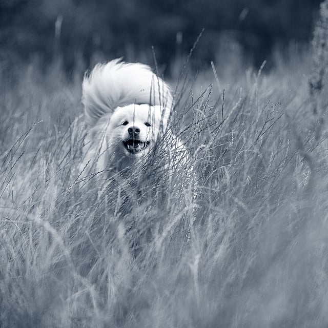 Een hond die door lang gras rent.
