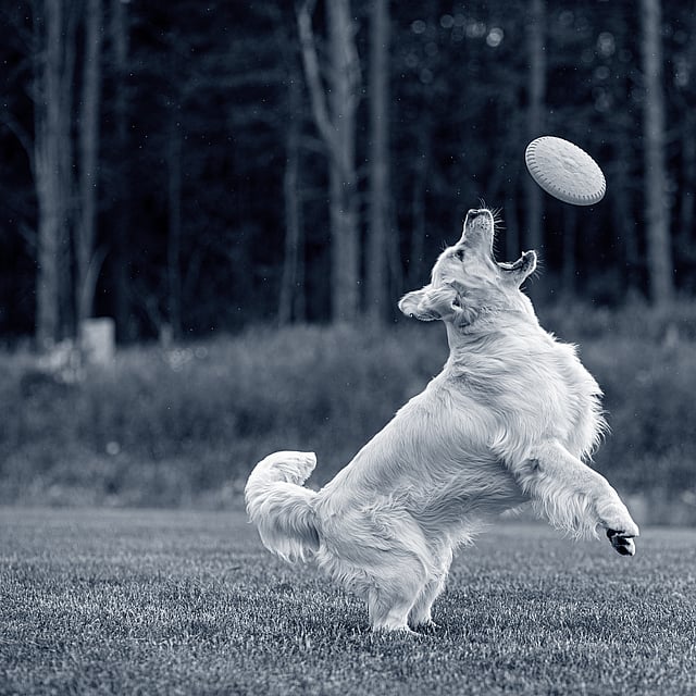 Een hond die springt om een frisbee te vangen.