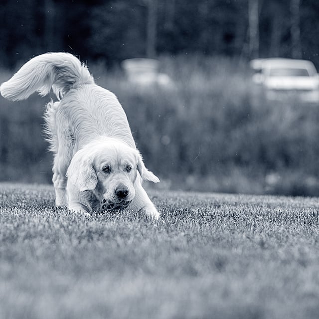 Een hond die in het gras rent.