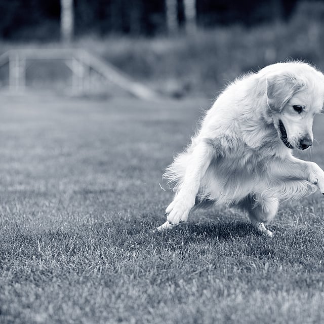 Een hond die rent om een bal te vangen.