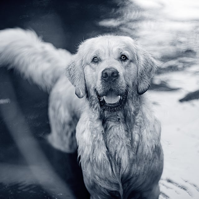 Een hond die zich in het water bevindt.