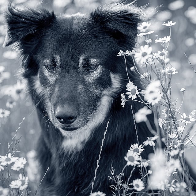 Een hond die in een veld van bloemen zit.