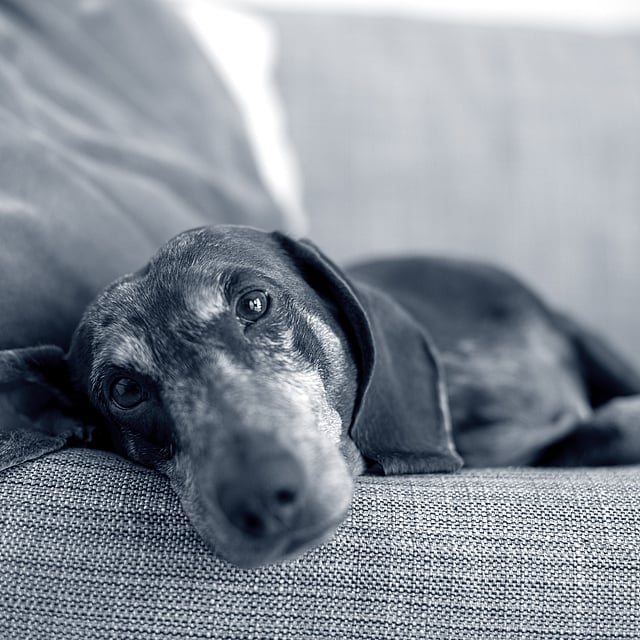 Een hond die op een bank ligt.