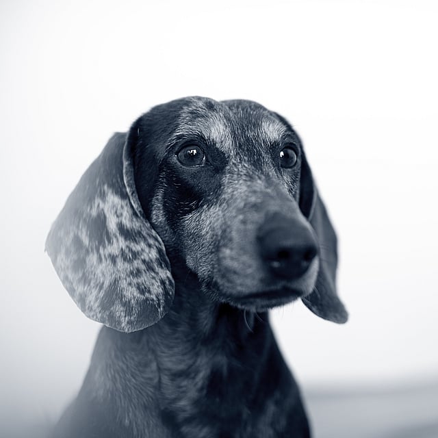 Een hond die de camera bekijkt.