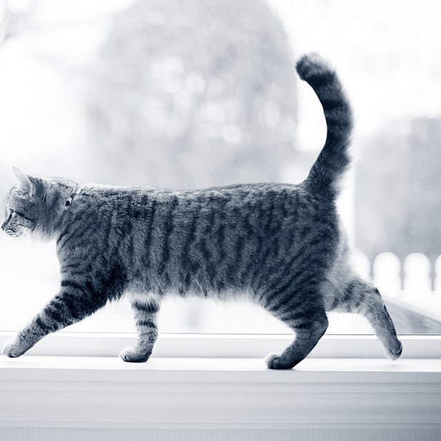 Een kat die op een vensterbank loopt.