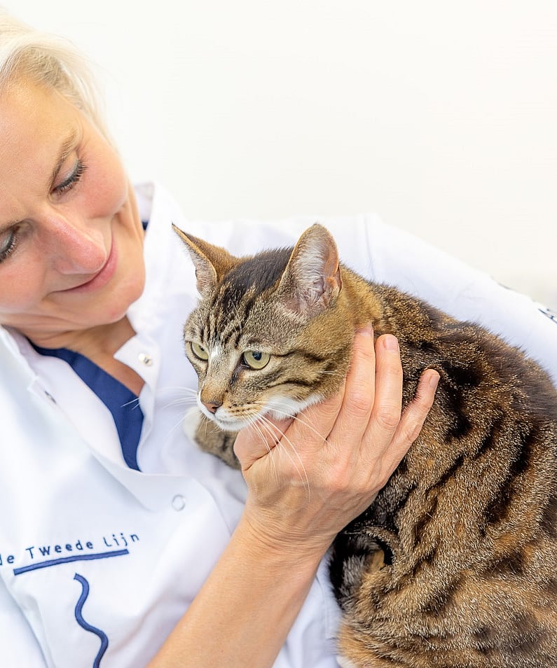 Dierenarts met hond Wilhelminaoord AniCura