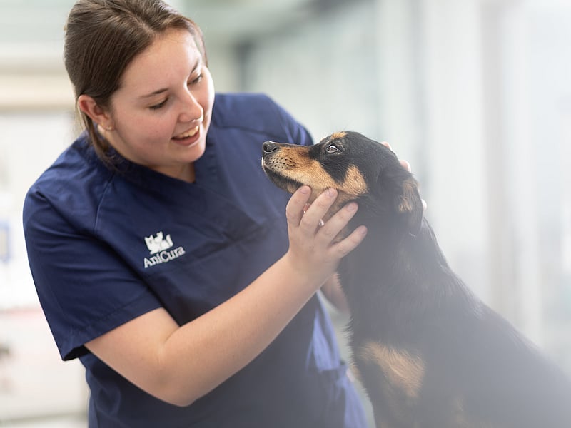 Hond bij dierenarts