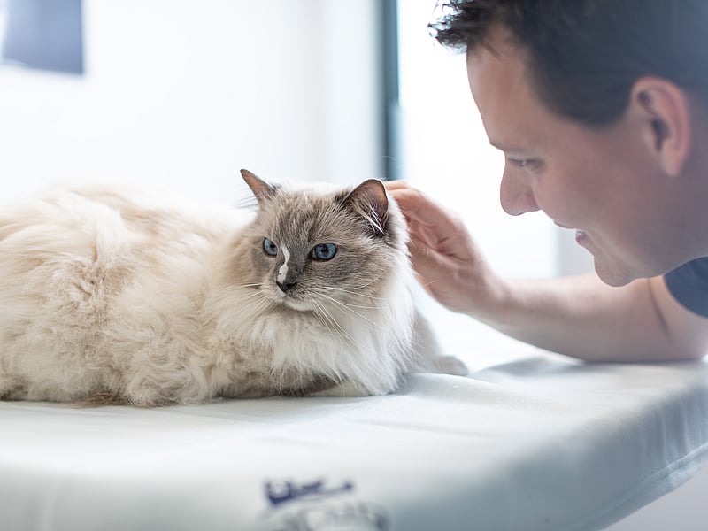 kat bij dierenarts