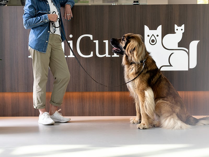 Hond bij de dierenarts AniCura