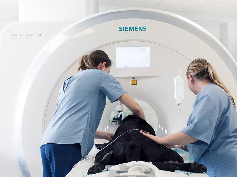 CT-scan huisdier
