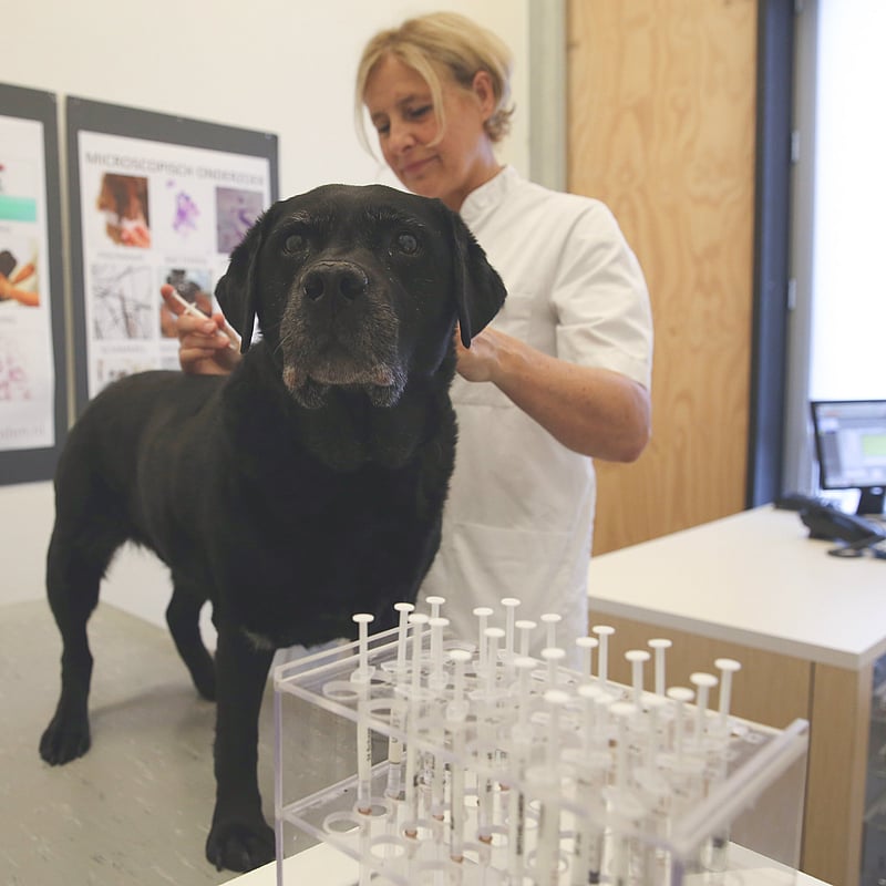 Photo of Mieke Leistra, Dierenarts-specialist