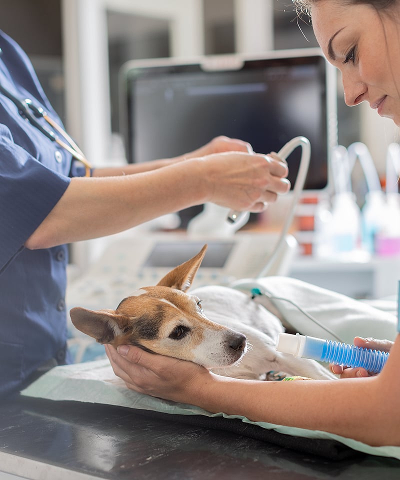 Een persoon die een hond vasthoudt.