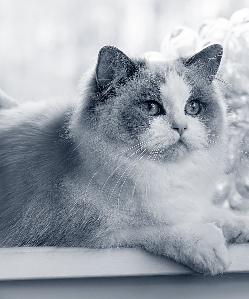 Een kat zittend op een richel.