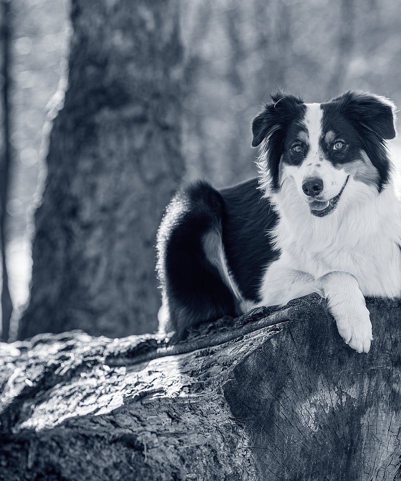 Dog laying down on log